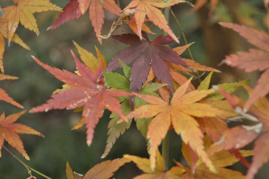 ４色紅葉