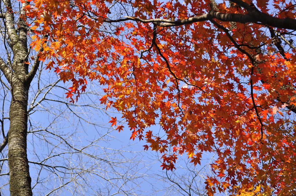 空と紅葉