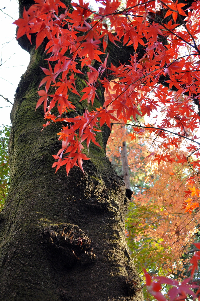 ふといんだぞとｗ紅葉がきれい
