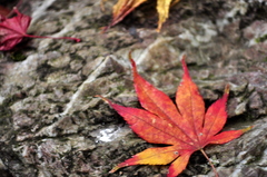 _この写真がお気に入り