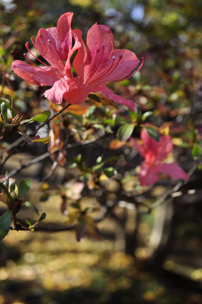 なんの花だろう・・・勉強しなくては