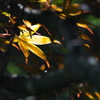 楓