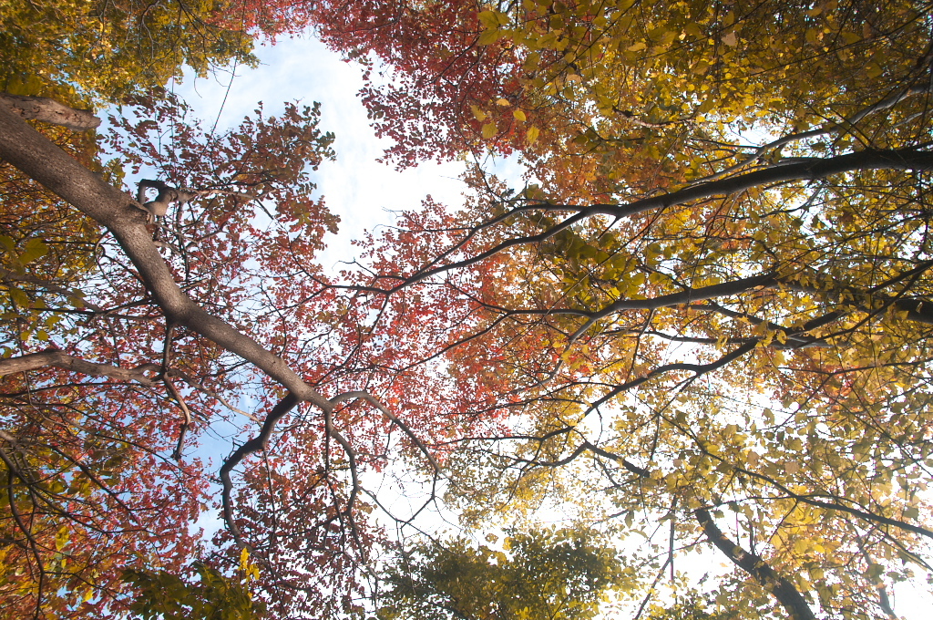 紅葉色の空