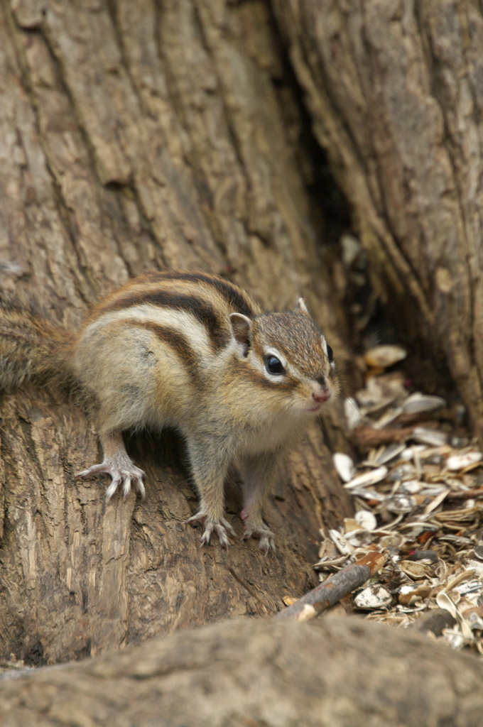 エゾシマリス