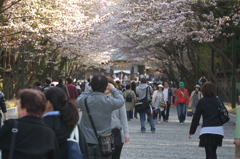 北海道神宮の桜模様