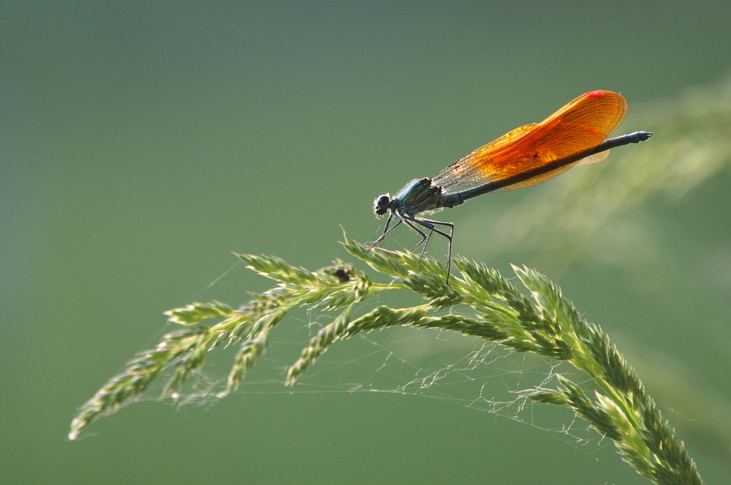 wings glows under sunshine