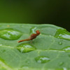 新種?