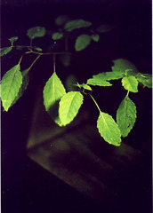 midori