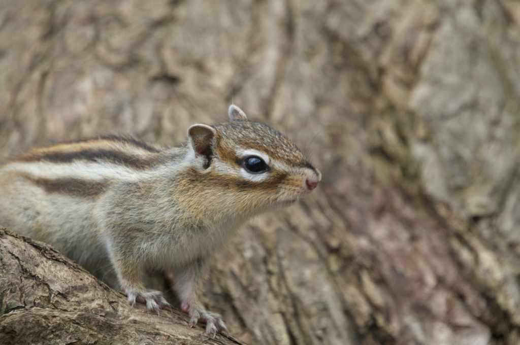 シマリス