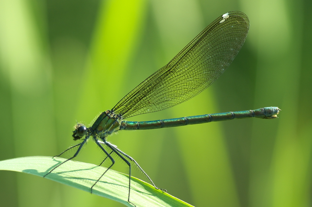Green back