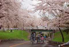 桜並木