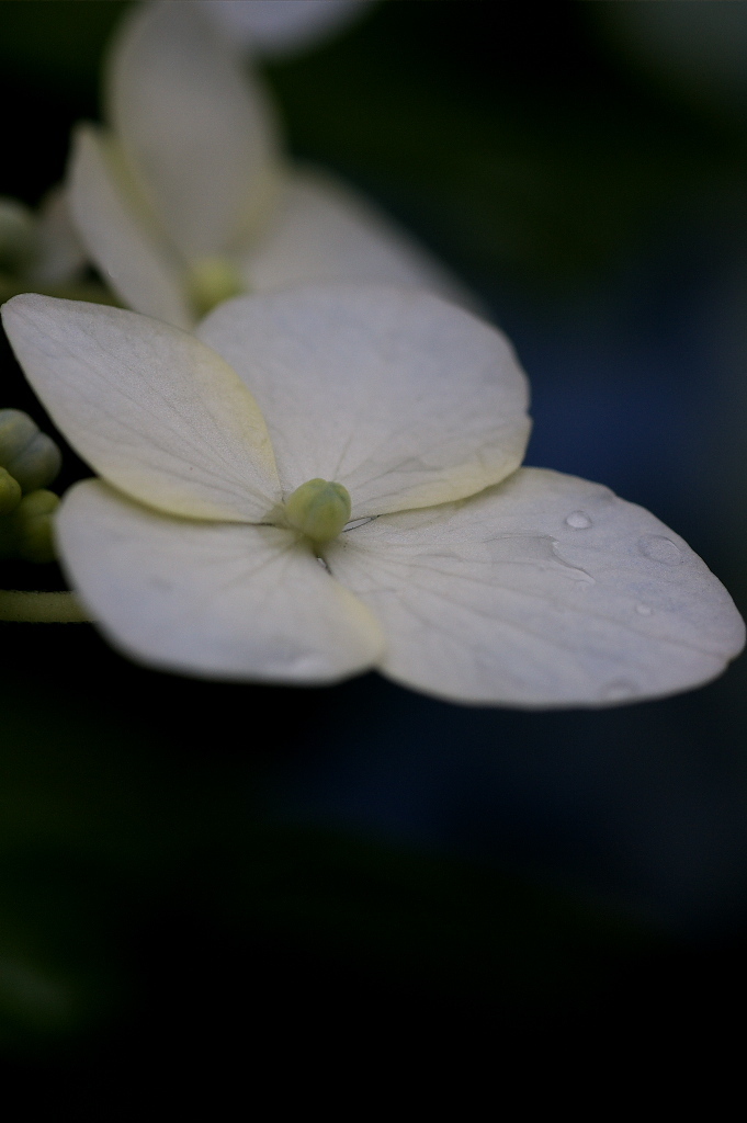 Hydrangea macrophylla