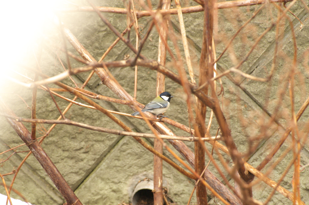 シジュウカラ