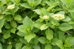 紫陽花の蕾
