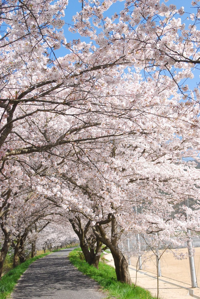 桜のトンネル