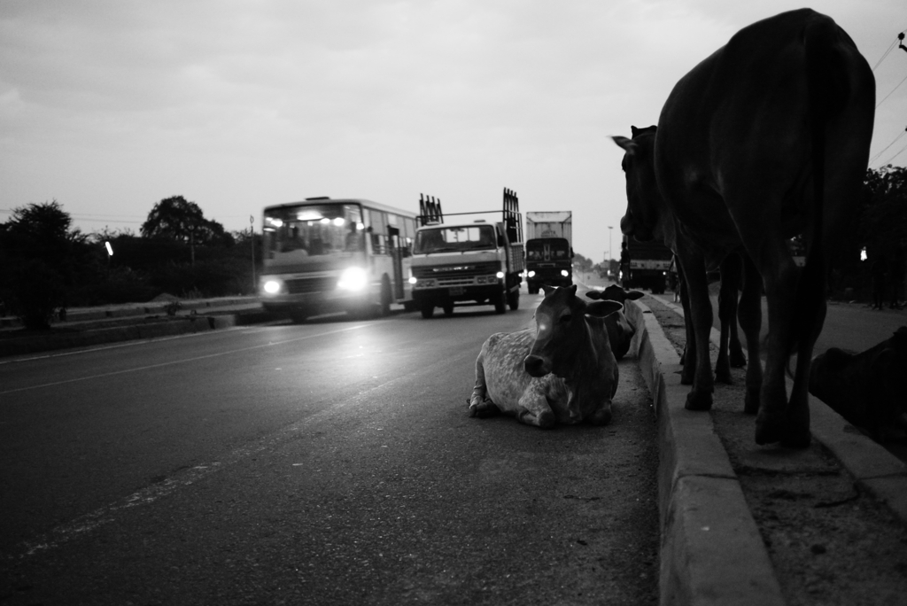 インド 道路脇でじっとしている牛