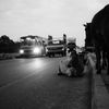 インド 道路脇でじっとしている牛