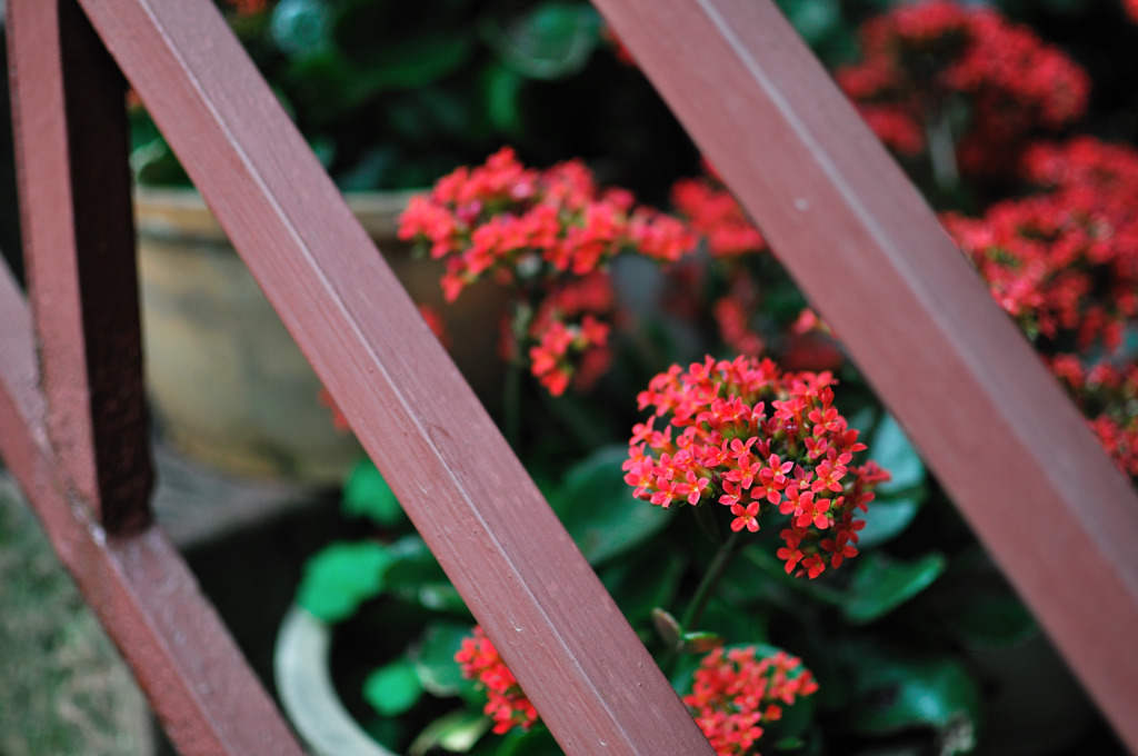 通せん坊の紅