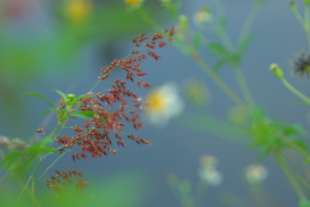 草