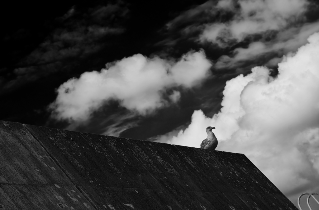 El cielo, nubes, y un ave