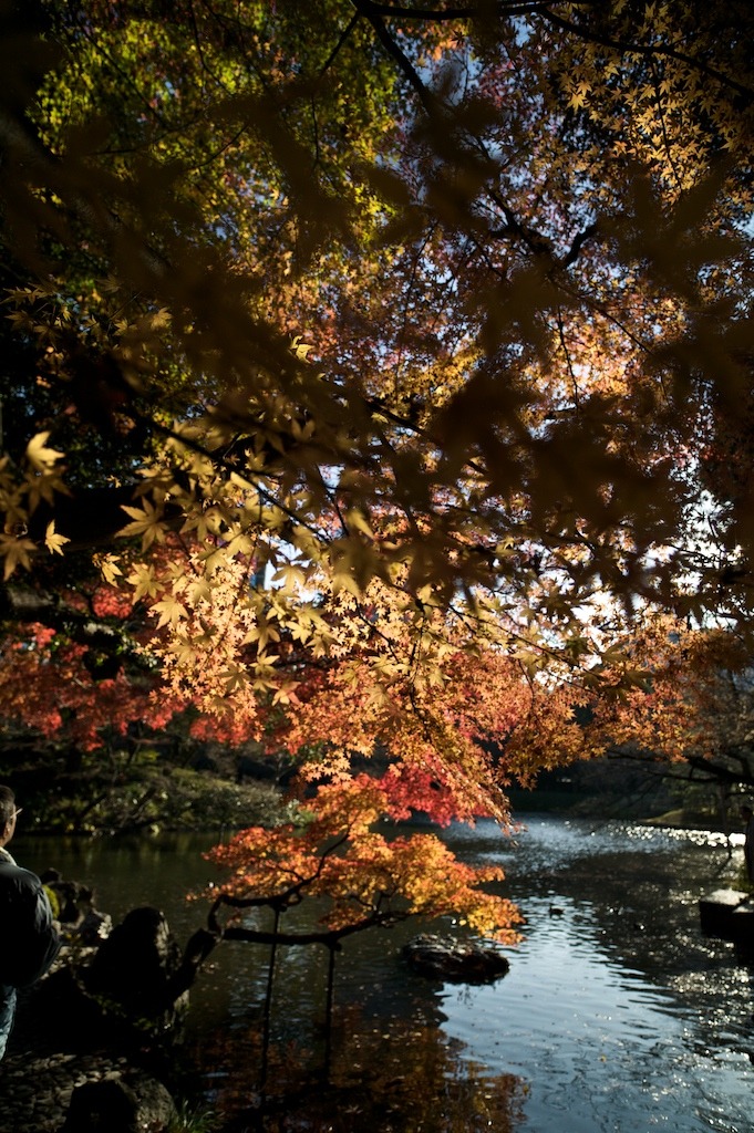 東京 紅葉 01