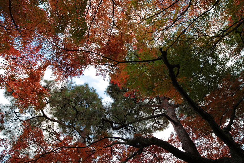 殿ヶ谷戸庭園 05