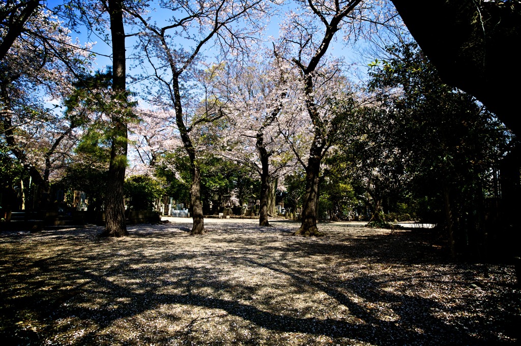 春 東京 10