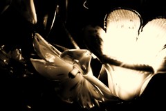 IMG_0006