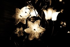 IMG_0003