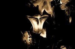 IMG_0007
