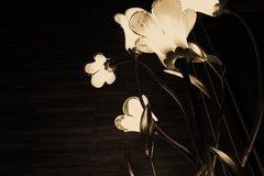 IMG_0005
