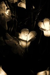 IMG_0001