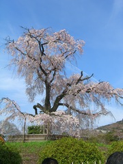京都・八坂神社のしだれ桜