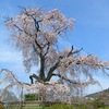 京都・八坂神社のしだれ桜
