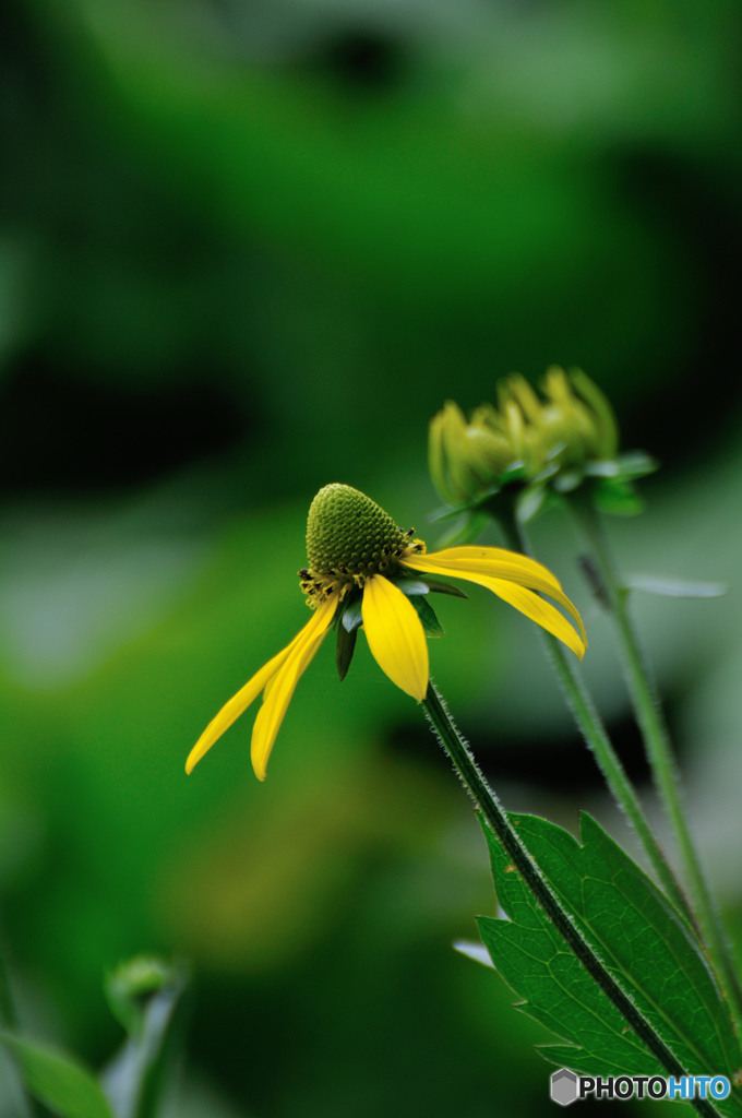 Flower 2