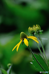 Flower 2