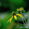 Flower 2