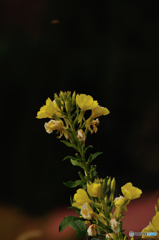 Flower 1