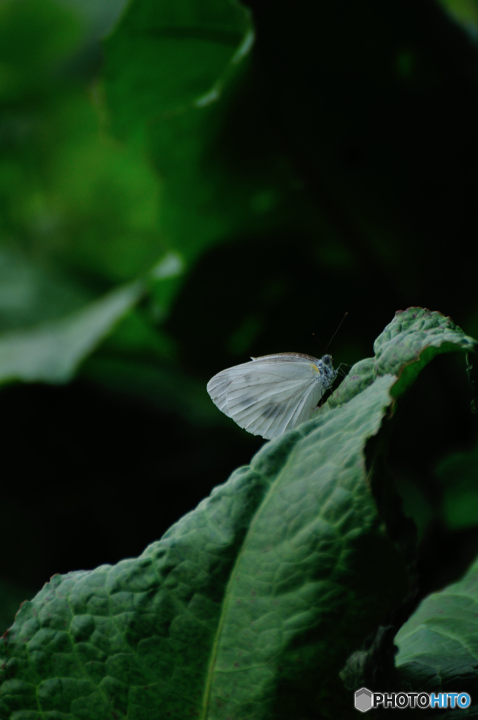 Butterfly 2
