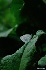 Butterfly 2