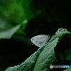 Butterfly 2