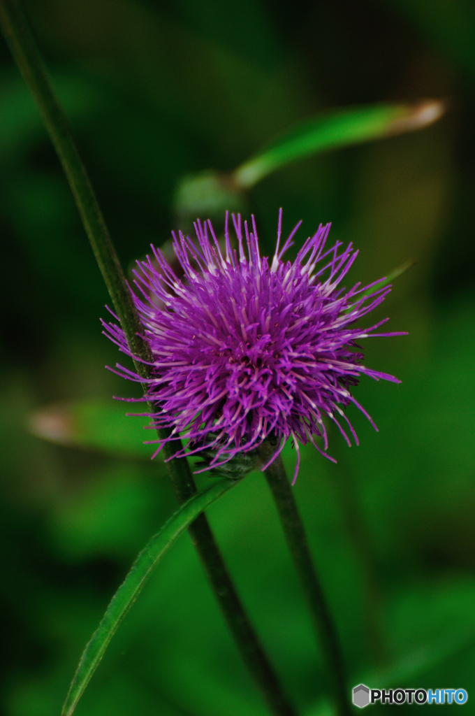 Flower 4