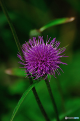 Flower 4