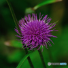 Flower 4