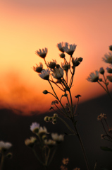 flower 5