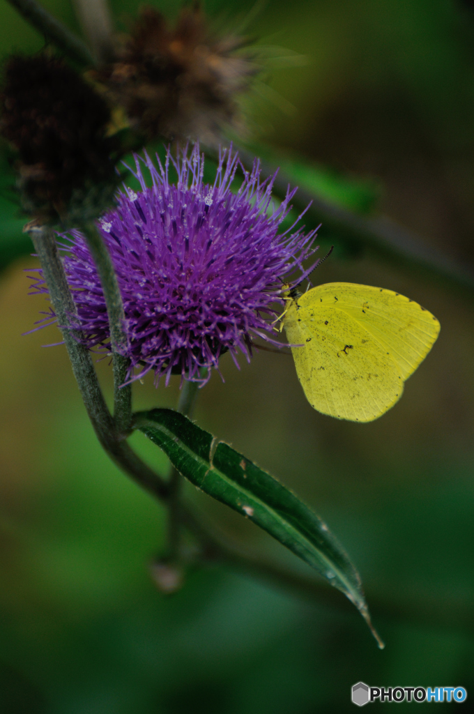Butterfly 1