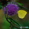 Butterfly 1