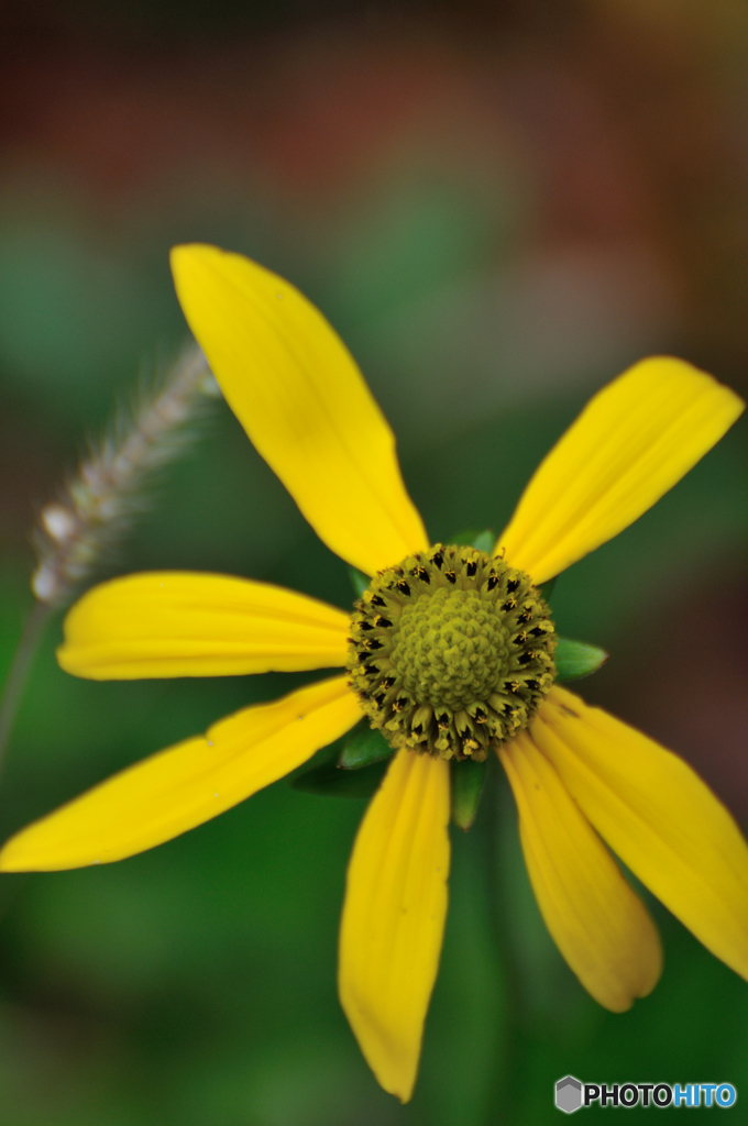 Flower 3