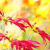 菊