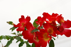 秋花